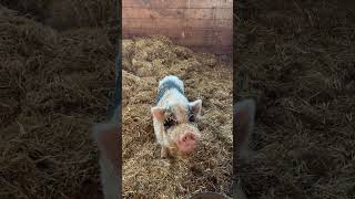 Pigs Hiding