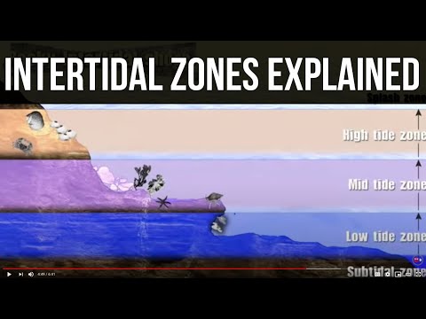 What organisms live in the upper intertidal zone?