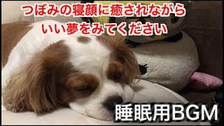 睡眠用BGM 天使のように可愛い犬、つぼみの寝顔に癒されてください