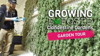 Growing Exposed - Episode 1 - Clandestine Gardens - GARDEN TOUR