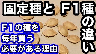 タネ準備前の再確認　固定種とF1種の違い　メリットとデメリット