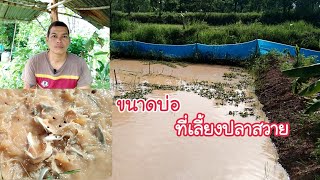 ขนาดบ่อดินที่ใช้เลี้ยงปลาสวายและอาหารที่ทำให้โตเร็ว|กบปลาพารวย