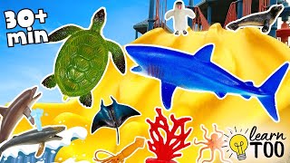 Learn Sea Animals for Kids COMPILATION! Ocean Animals and Sharks for Kids | Sharks, Turtles, Whales