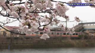 ≪上越妙高百景≫列車からお花見　沿線の桜並木