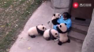 Panda Video: When the panda babies saw the breeder, how they love her