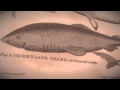 Trailer - Andorja World Record - Greenland Shark by Kayak!