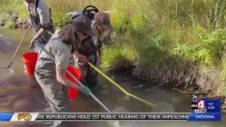 Biologists looking through Diamond Fork River to see if fish returning after wildfires