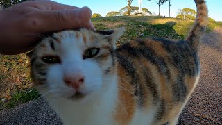 可愛い鳴き声の美猫の三毛猫　【野良猫】【地域猫】