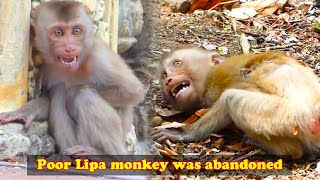 The abandoned Lipa monkey was pitiful and insecure, so scared that he collapsed and cried loudly