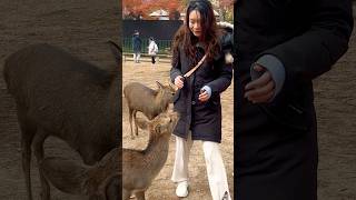 外国人観光客🦌が奈良公園の遊び好きな鹿を体験JAPAN NARA