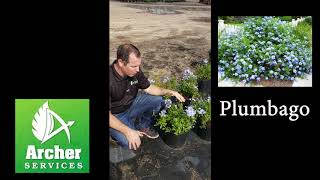 Plumbago - Archer Services