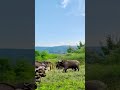 Bison vs. Lion Animals' Confusing Behavior Fantastic Beasts on Tik Tok Lion