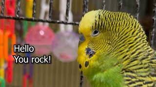 Hello You Rock! - Boba the Budgie - Talking Parakeet