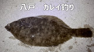 【2025年1月】八戸カレイ釣り