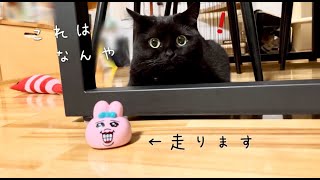 走るうさぎのおもちゃとの遊び方が独特な黒猫