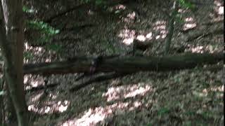 Black Squirrel [sciurus niger]