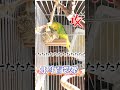 セキセイインコのおしゃべり 北斗百裂拳の攻防1人2役 （ちょい修正版） shorts