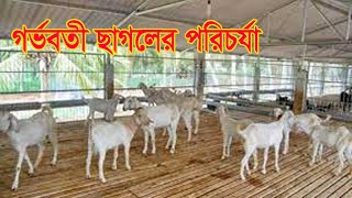 গর্ভবতী ছাগলের পরিচর্যা পদ্ধতি