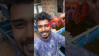 തൊട്ടാൽ കടിക്കുന്ന അമ്മയും കുഞ്ഞും 🥺 | mother cray fish and baby cray fish | guppy farm kerala