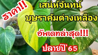 ราคาเสน่ห์จันทน์บุษราคัมด่างเหลืองอัพเดทล่าสุด!!ปลายปี'65