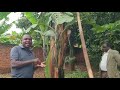 how to control banana weevils without chemicals. phase 1