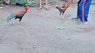 ayam bangkok jumpa ayam birma di kebun !!! ternyata kuda lari bro !!! bk pings4n kehabisan nafas !