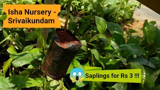 Isha Nursery Visit - Srivaikundam | Saplings and plants as low as Rs 3 | All Organic Seed Grown 🌱🌲