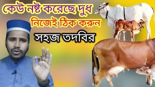 গাভীর দুধ নষ্ট করেছে? গাভী বাছুরকে  দুধ খেতে দেয় না। গাভী দুধ দহন করতে দেয় না? গাভীর দুধ ঠিক করুন