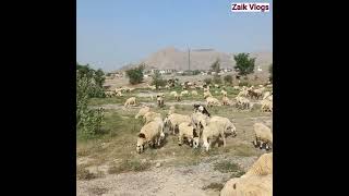 Migration of Shepherds with their flocks from winter zones to Summer have started # Shepherd #Flock