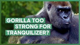 The Zoo Struggle To Knock Out Babatunde The Strong Gorilla | The Zoo