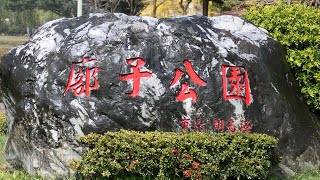 台中市北屯區廍子公園,黃金風鈴木盛開Golden Trumpet-tree flowering in Buzi Park,Taichung City_20230306