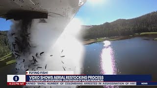 Flying Fish: Video shows aerial restocking of thousands of fish in Utah