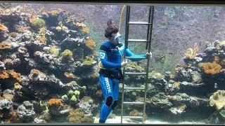 New diver visits Eli's 30,000 liter reef aquarium