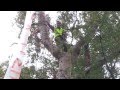 Kauri tree protest in Titirangi