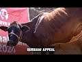 Qurbani Appeal
