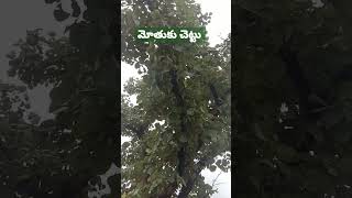 మోదుగ చెట్టు ll village tree ll Z6 local news Telugu