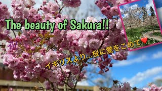 Sakura Sakura!