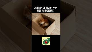 고양이는 왜 자꾸 상자 안에 들어갈까?