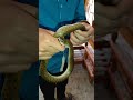 Checkered Keelback Snake Bite On Rescue | ear the pain |