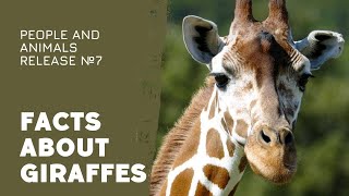 Giraffe The Tallest Animal on Planet Earth  Interesting | Facts about Giraffes and Animals in Africa