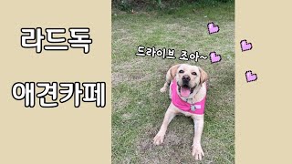 드라이브 좋아하는 리트리버 🐶❤️ (라드독 애견카페vlog,성남애견카페,하대원카페)