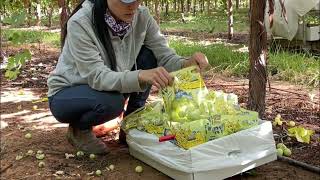 在澳洲葡萄的日常🍇 「Daily Grape In Australia 🇦🇺 」