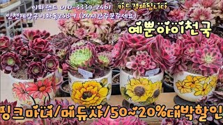 대박50~20%할인/핑크마녀/샤넬대/흑사금.   이화랜드010-3339-2461 나는농부다282회출연