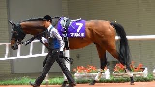 マカヒキ、宝塚記念のパドック。現地映像、阪神競馬場