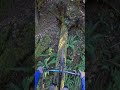 gnarly log ride on vancouver island vanislemtb mountainbiking mtbbc freeride