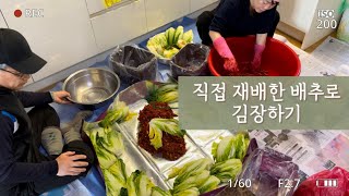 일상 vlog | 시골에서 직접 농사지은 채소들로 김장하기,김장김치에는 수육이지,김장김치의 모든 것