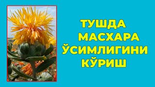 Туш табири - Тушда Масхара усимлигини куриш