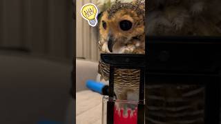 Bibib the Executor #funnyvideo #funnyanimals #animals #owl #funny #pets #cute #burunghantu