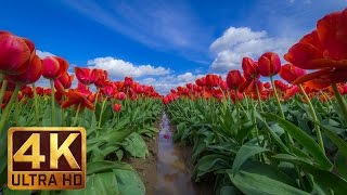 4K Flowers - 2 Hours Nature Relax Video - Skagit Valley Tulip Festival, WA State - Episode 2