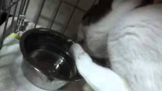 手で水をすくって飲む猫♪